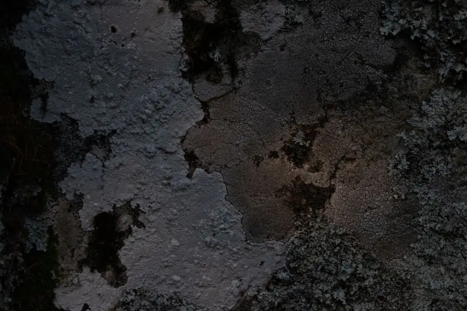 Close-up of tree bark with lichen and mold, showcasing rich textures and natural patterns.